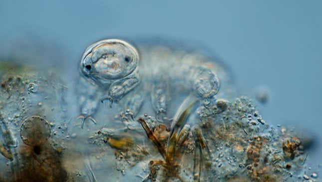 A tardigrade seen under a microscope