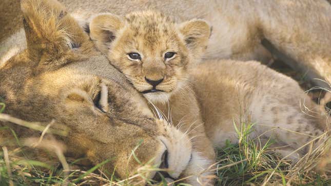 Baby Tiger Snuggling Mom Photo – Baby Animal Prints by Suzi