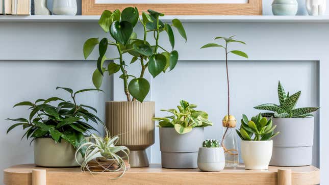 Image for article titled 11 of the Best Gifts for the Green Thumb in Your Life