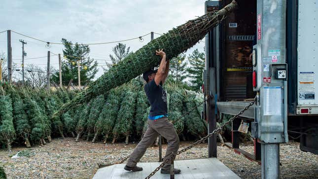 A man hoists a large Christmas tree over his head to load onto a truck as other trees sit in the background.