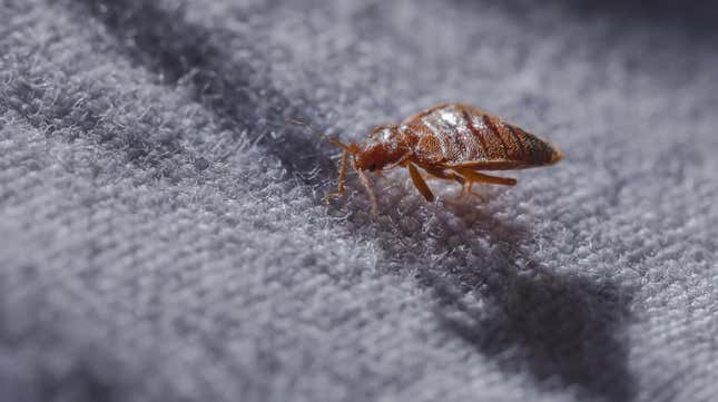The common bed bug (Cimex lectularius).