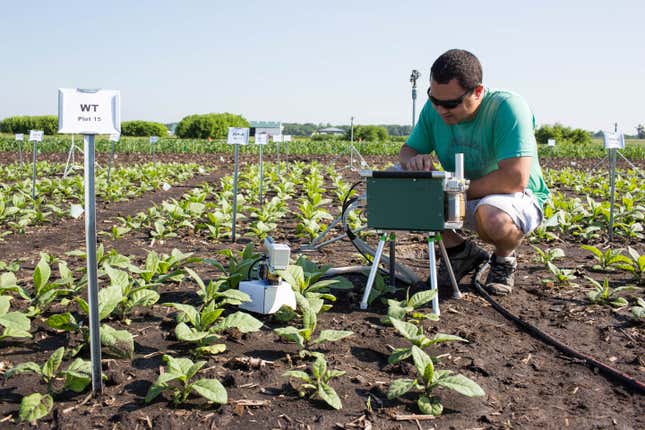 Paul South, of the United States Department of Agriculture and the lead author on the paper, collects samples of modified tobacco plants.