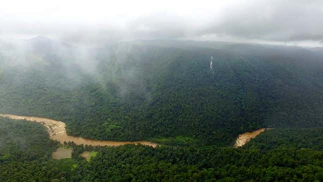The Aghanashini River in Karnataka is a hotspot of Myristica swamps. These ecosystems are highly vulnerable to human exploitation and climate change.