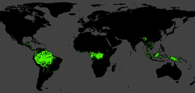Most of the world’s primary tropical rainforests are found in the Amazon, Central Africa or Southeast Asia.