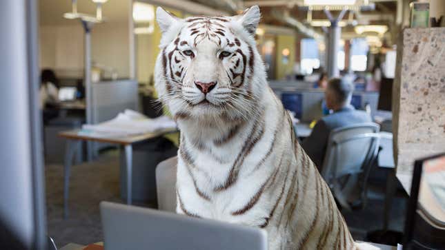 Image for article titled Company Commits To Hiring More Bengal Tigers In Effort To Improve Office Biodiversity