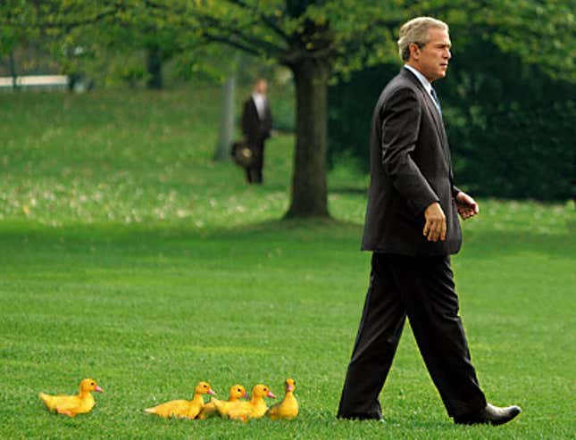 Image for article titled Bush Followed Everywhere By Line Of Baby Ducks