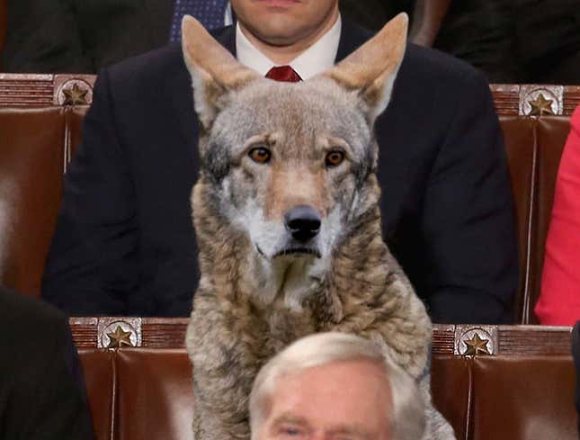 Image for article titled Democratic Congressman Protests Trump’s Environmental Policies By Bringing Endangered Red Wolf To State Of The Union As Guest