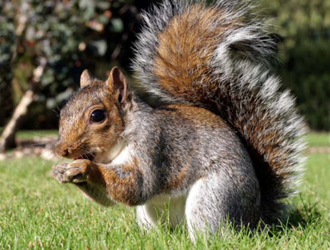 Image for article titled Offbeat Squirrel In Park Garnering Cult Following