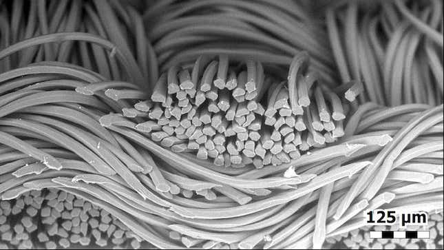 This image, captured under a microscope by the NIST team, shows the cross-sectional shapes of individual polyester fibers.