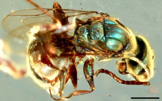 Un insecto cretáceo encontrado atrapado en ámbar.