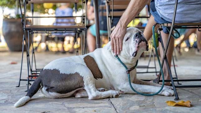 Dog being pet by owner on restaurant patio