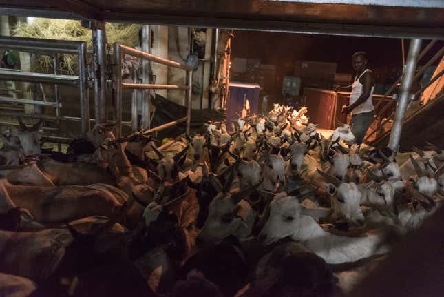 Livestock contributes to about 40% of Somalia's gross domestic product.