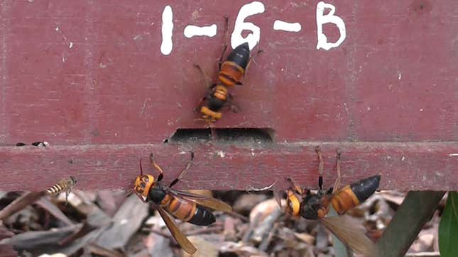 Giant hornets attacking a honey bee hive in Vietnam. 