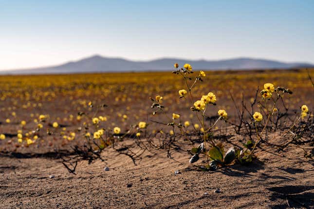 Yellow flowers in the desert.