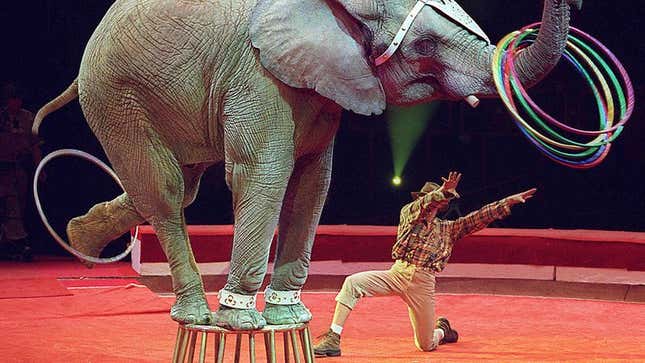 Topsy charms the crowd with a "silly hula dance" that he has been conditioned to fear performing incorrectly.