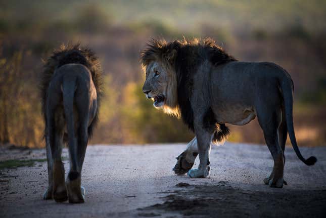 Male lions, Marataba Private Game Reserve, Limpopo, South Africa