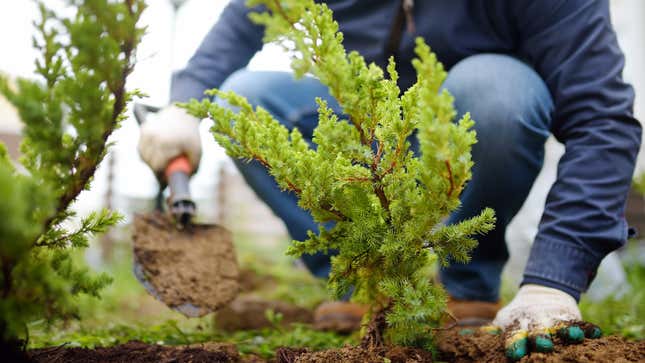 Image for article titled Avoid These Mistakes When Planting Trees in Your Yard