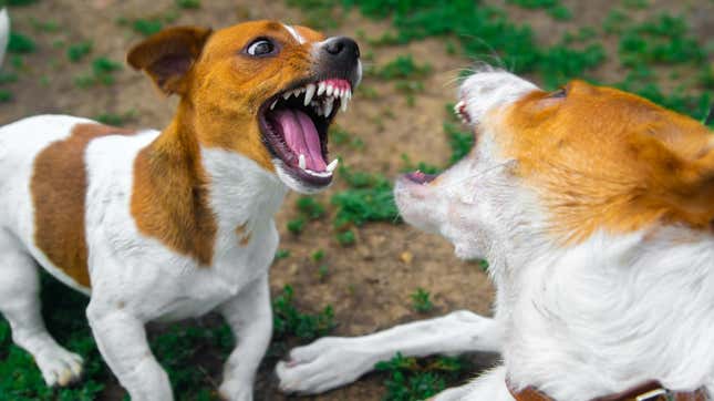 Two small dogs baring their teeth at each other playfully
