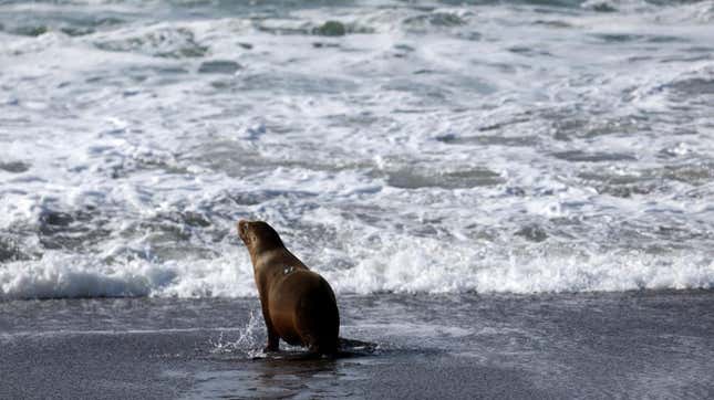 A California sea lion swims in the Pacific Ocean after being released back into the wild after a six month rehabilitation at the Marine Mammal Center on January 21, 2022 in Sausalito, California. 