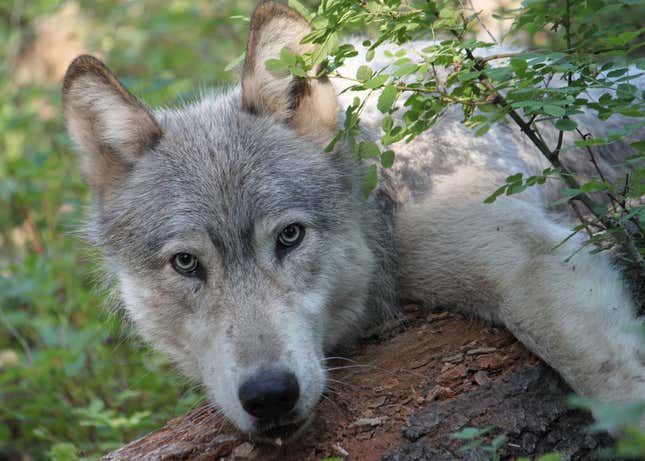 A male wolf from Wenaha pack in Oregon.