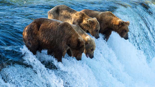 Bears at the Katmai National Park and Preserve this summer lining up to eat salmon climbing up a waterfall.