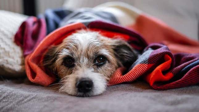Dog feeling sick wrapped in blanket