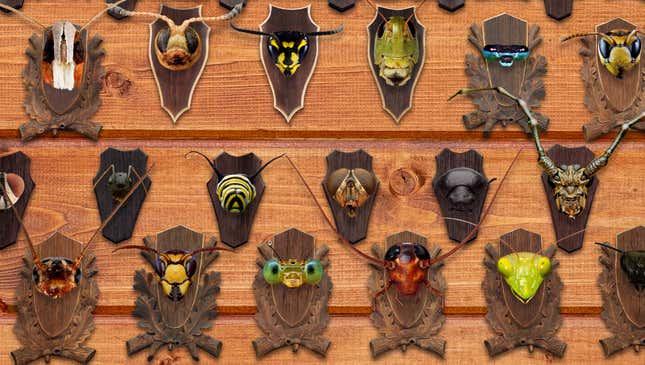 Image for article titled Exterminator Shows Off Trophy Room Filled With Mounted Heads Of Insects