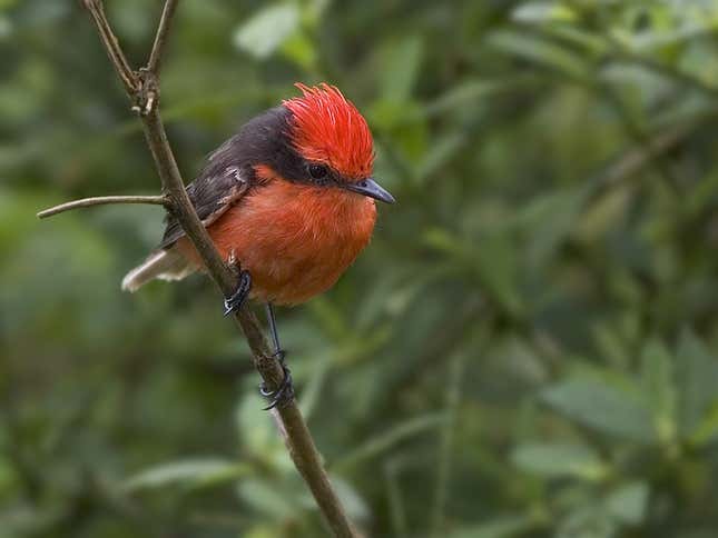 The Darwin’s flycatcher, closely related to the extinct San Cristobal flycatcher.
