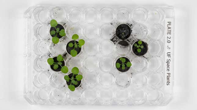 The plants after 16 days of growth, with clear differences seen between plants grown in simulated lunar soil (left) and plants grown in actual lunar regolith. 