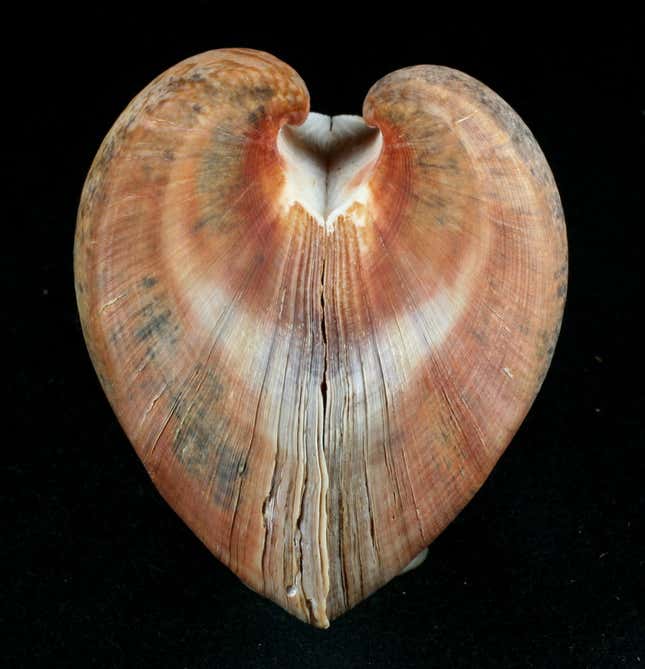 Bivalve.