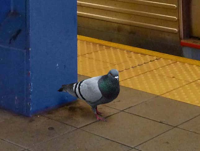 Image for article titled Pigeon That Flew Down Into Subway Going To Need All His Wits To Get Out Of This One