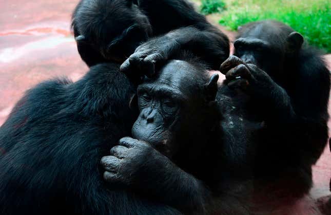 Imagen para el artículo titulado Descubren que los bonobos y los chimpancés tienen costumbres sociales como saludarse y despedirse