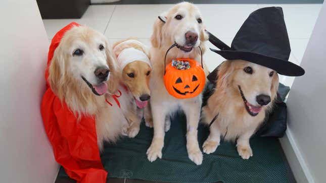 Image for article titled Don&#39;t Give Your Pets Halloween Candy