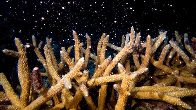 Staghorn coral spawns near North Key Largo, Florida on Sunday, August 14, 2022. 
