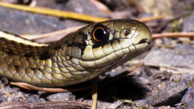 Image for article titled Embarrassed Snake Can’t Believe Documentary Crew Caught It Whiffing While Lunging At Toad