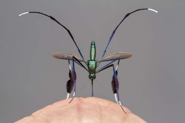 Imagen para el artículo titulado Cuidado si te encuentras esta hermosa criatura, es un mosquito