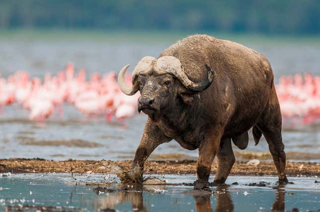 A Cape Buffalo bull emerges from the cooling water of Lake Nakuru in late afternoon, Lake Nakuru National Park, Kenya