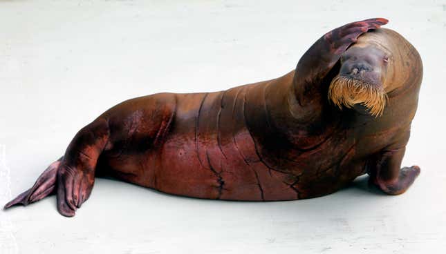 A walrus