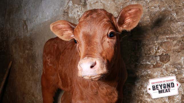 Image for article titled Beyond Meat Researchers Announce Creation Of Fully Conscious, Plant-Based Veal Calf