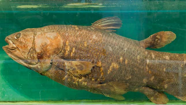 Image for article titled Researchers Determine Coelacanth Faked Own Extinction To Escape Massive Gambling Debt
