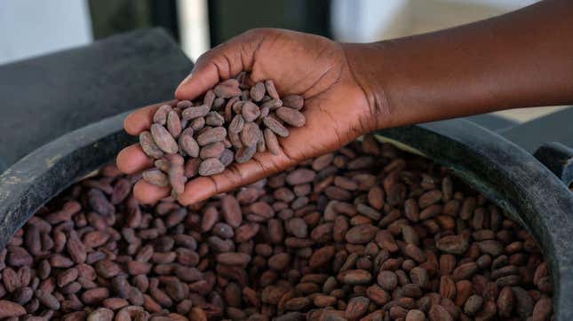 Person holds handful of dried cocoa beans