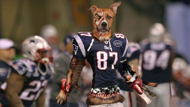 Image for article titled Bill Belichick Builds New Tight End From Mutilated Dog Parts