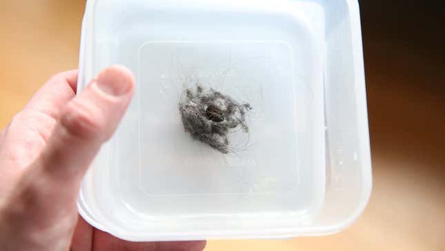 Image for article titled Entomologists Retract New Spider Species Discovery After Determining It Actually Just Clump Of Dust, Hair