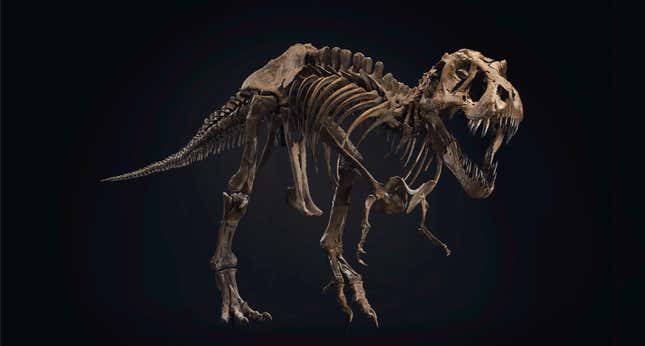 The Tyrannosaurus rex skeleton named Stan.
