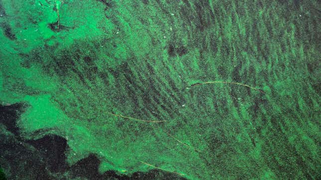A blue-green algae bloom documented along the St. Lucie River in Port Saint Lucie, Florida, on July 5, 2016. 