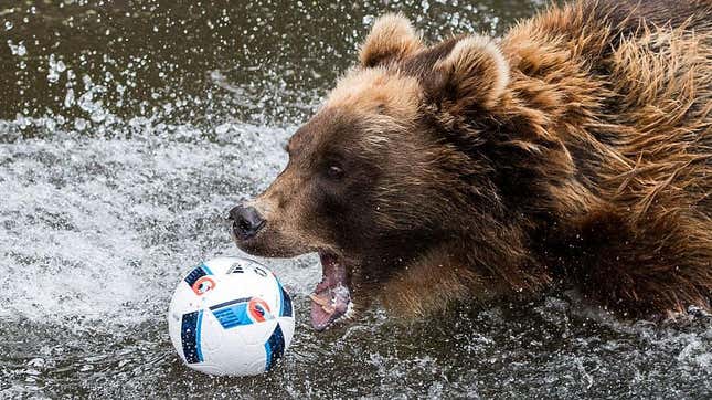 A brown bear showing that you have to get your calories where you can find ‘em.