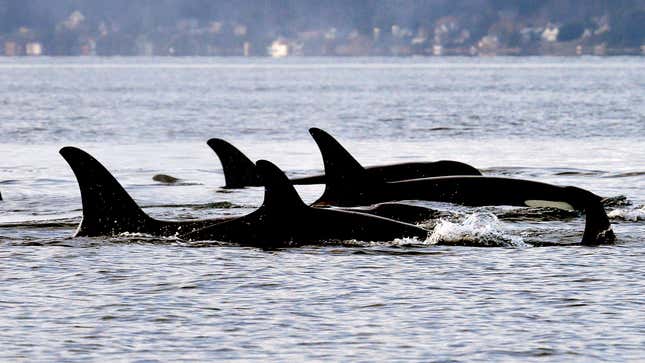 Photo of orcas