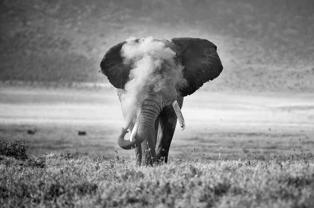An African elephant uses its trunk to blow dust on its face.