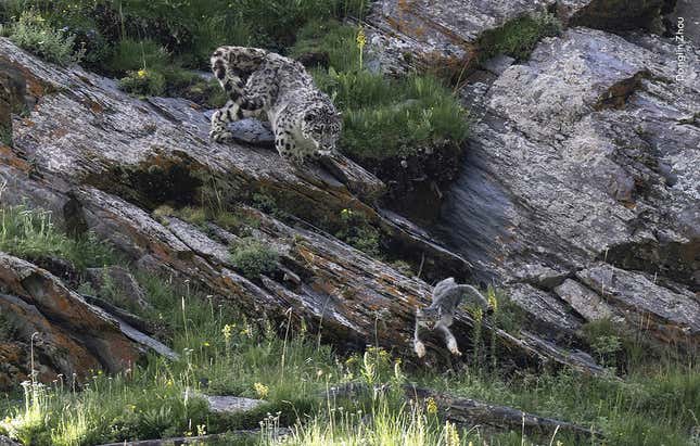 A snow leopard pursuing a Pallas' cat.