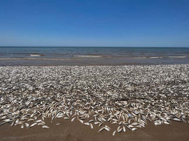 Dead fish in Quintana Beach County Park, Texas on June 9 2023.